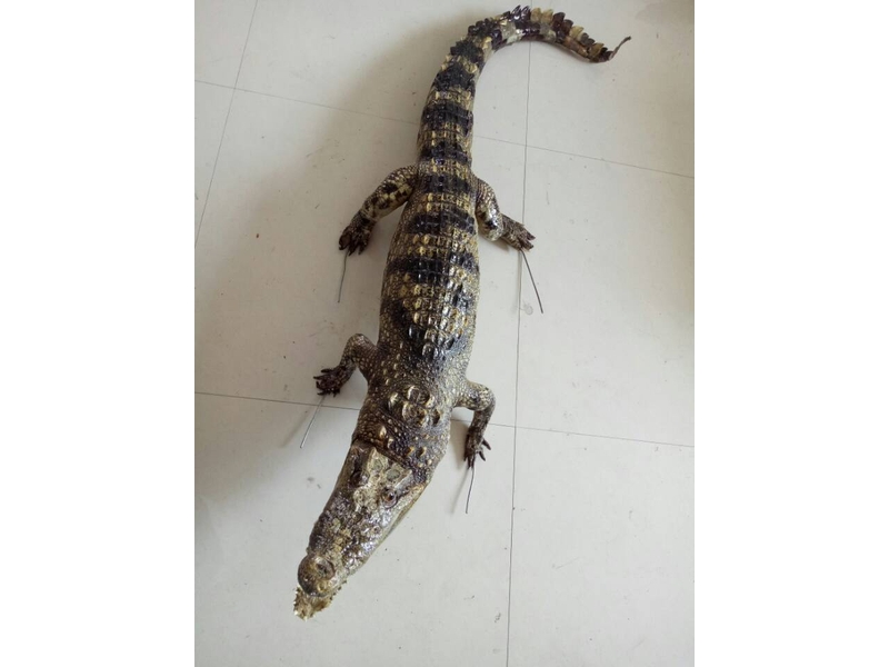 動物剝制仿生標(biāo)本