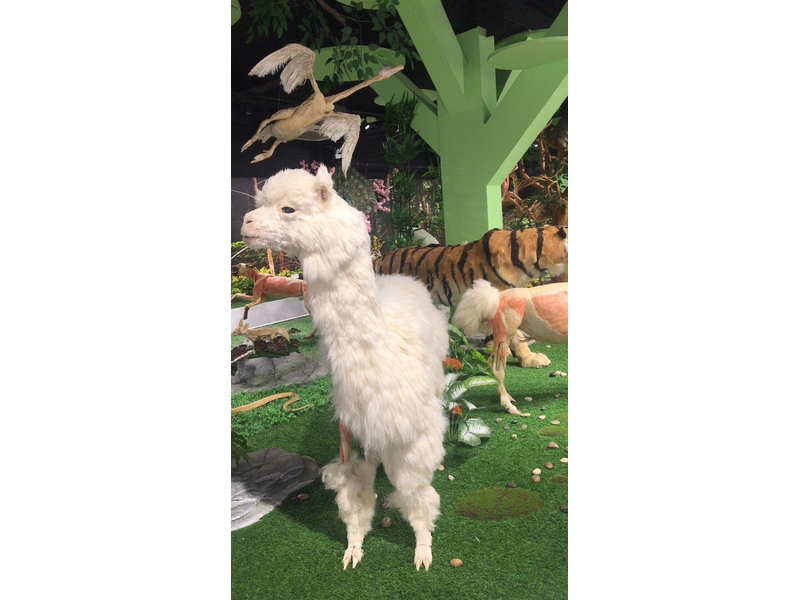 動物剝制仿生標(biāo)本