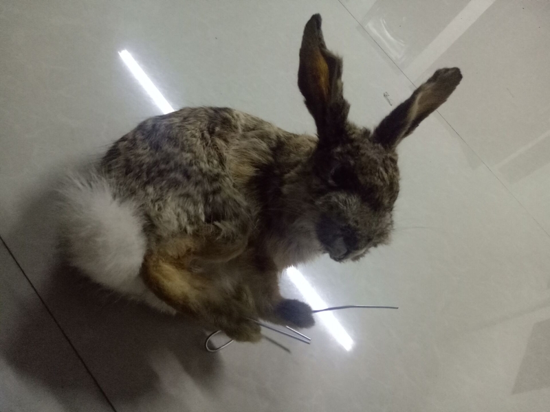 動物剝制仿生標(biāo)本