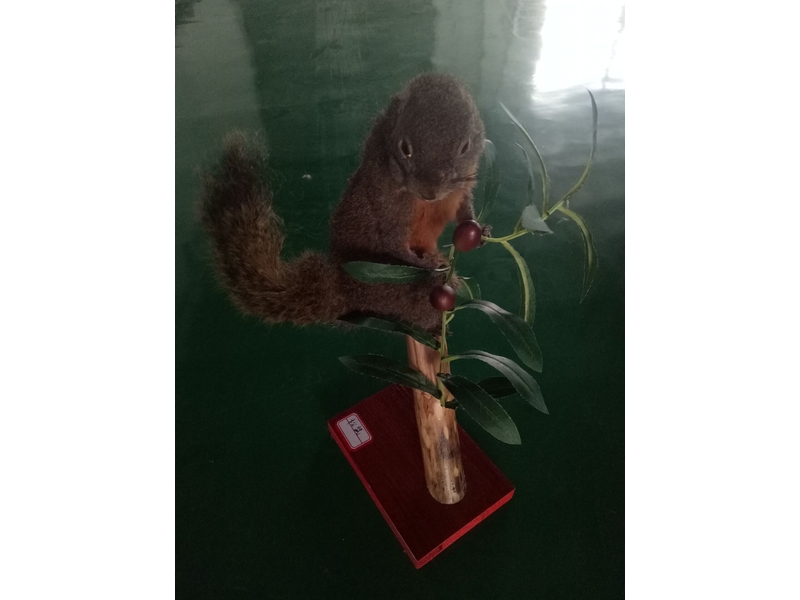 動物剝制仿生標(biāo)本