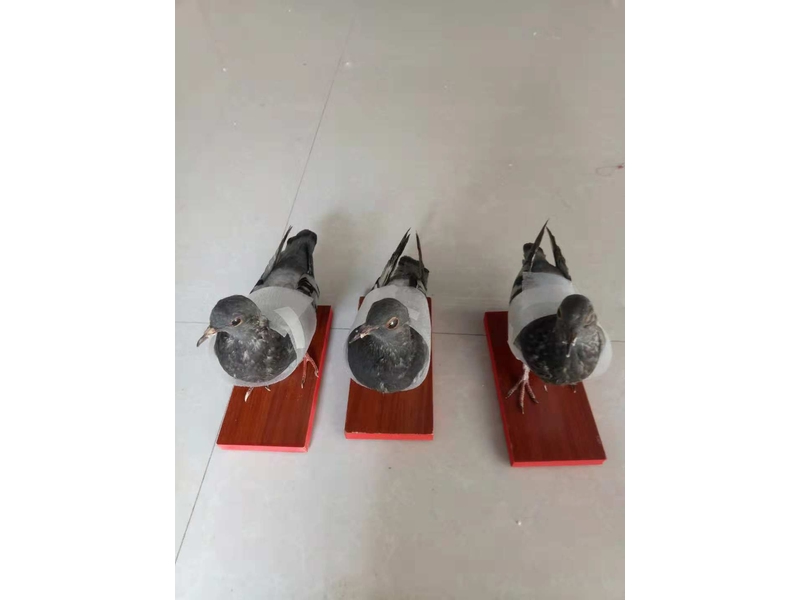 動物剝制仿生標(biāo)本