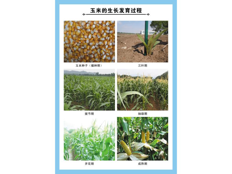 玉米的生長(zhǎng)發(fā)育過程