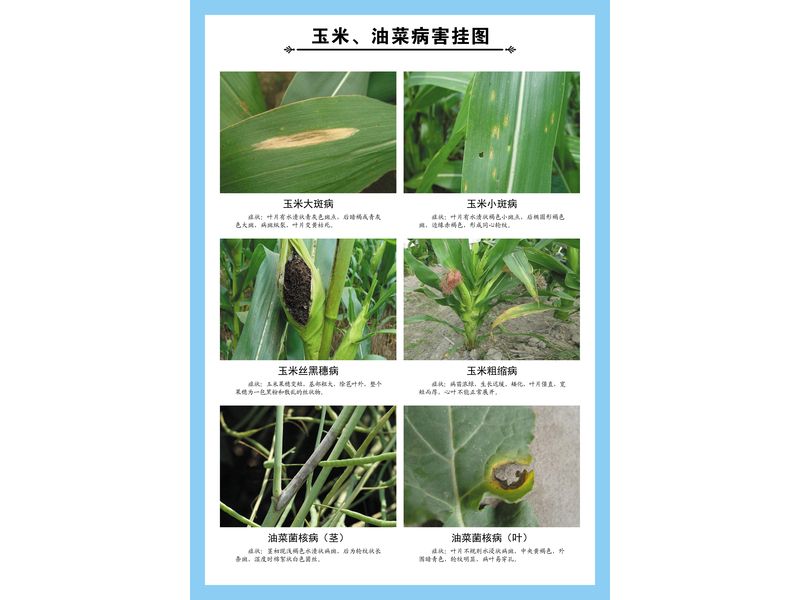 玉米、油菜病害掛圖